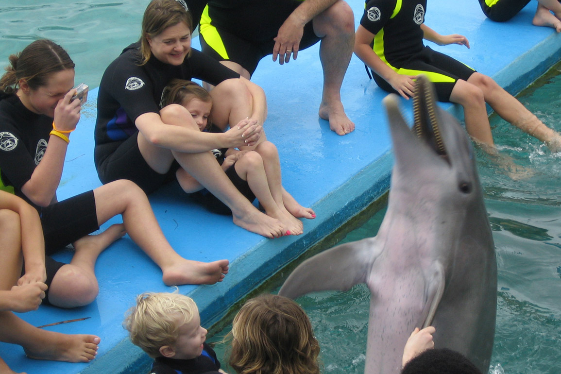 Dolphin Encounters, photo 11 of 12