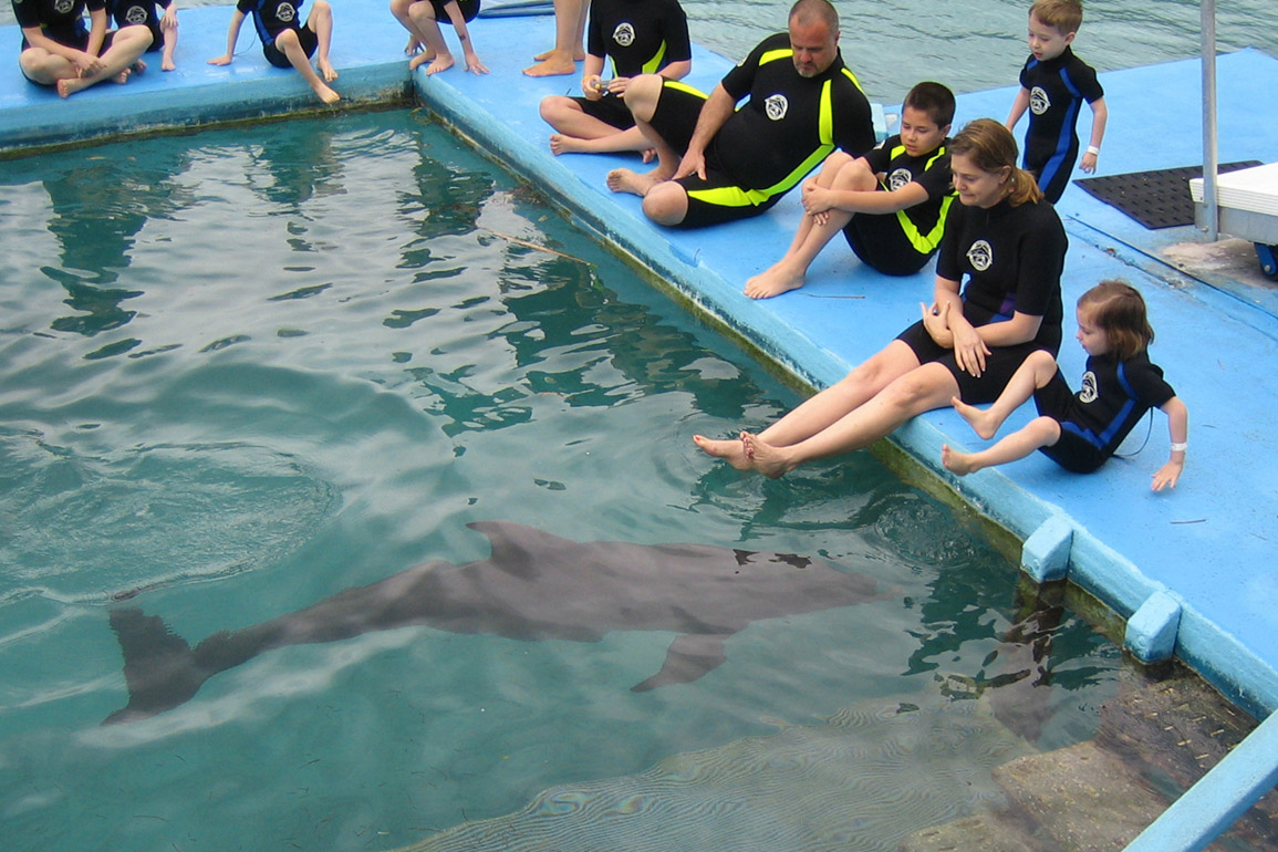 Dolphin Encounters, photo 3 of 12