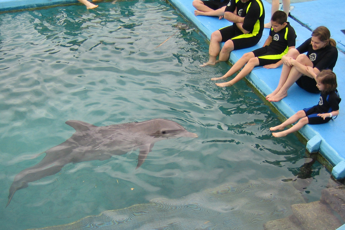 Dolphin Encounters, photo 4 of 12