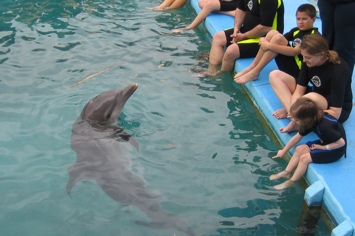 Dolphin Encounters, photo 5 of 12