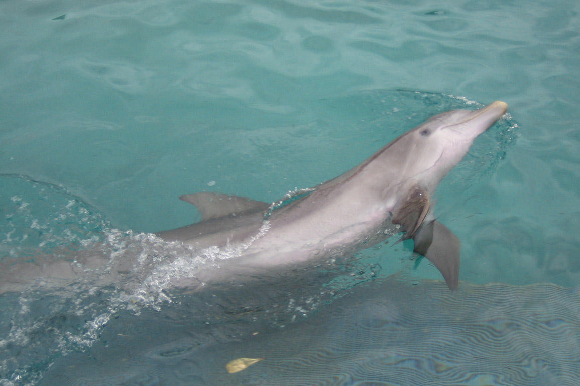 Dolphin Encounters, photo 6 of 12