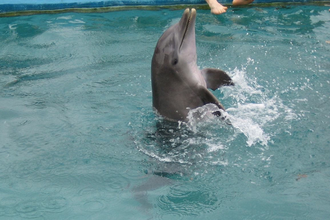 Dolphin Encounters, photo 7 of 12