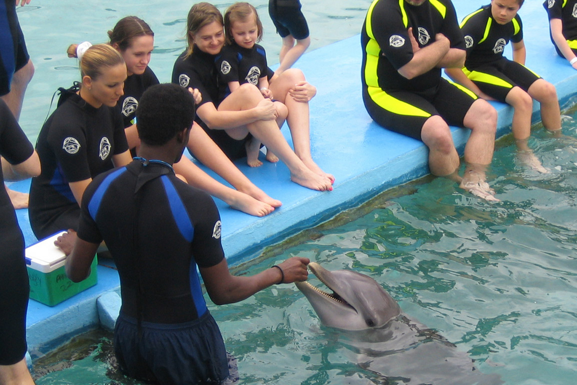 Dolphin Encounters, photo 8 of 12