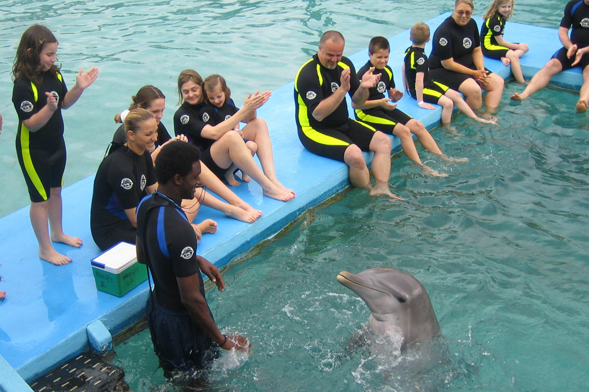 Dolphin Encounters, photo 9 of 12