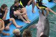 Dolphin Encounters, pic 11