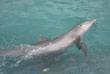 Dolphin Encounters, pic 6