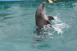 Dolphin Encounters, pic 7