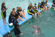 Dolphin Encounters, pic 9